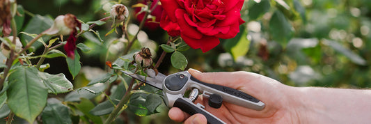 How to Deadhead Roses