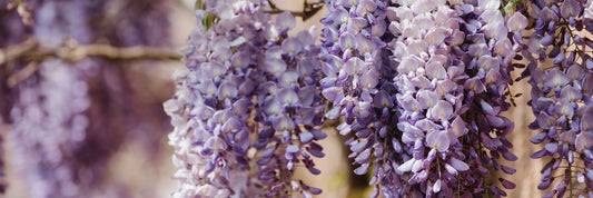 How to Prune Wisteria