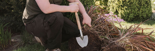 How to Cut Back & Divide Perennials