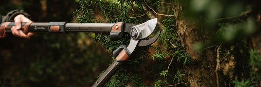 Your Guide to Tree Pruning