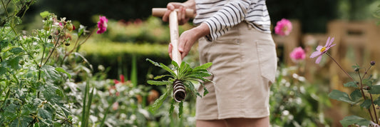 How to Achieve a Weed Free Garden