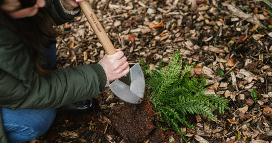How to Cut Back & Divide Perennials