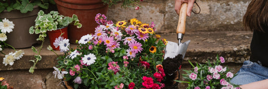 summer bedding june 