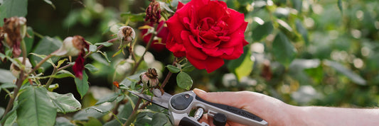 march gardening jobs pruning roses