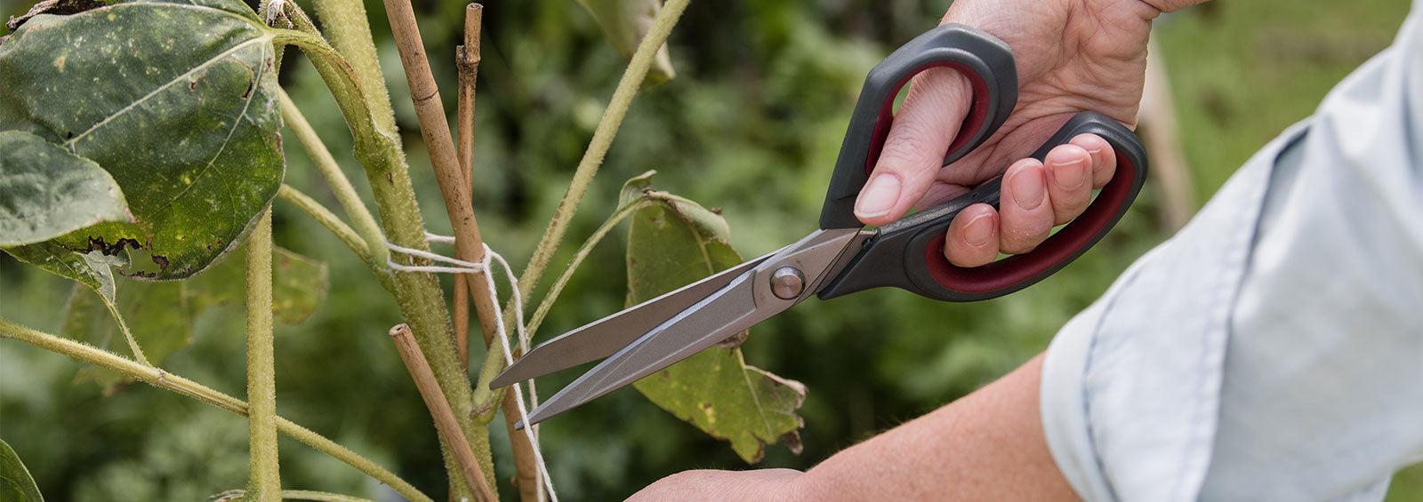 Garden Scissors | Buy Garden Scissors Online | Kent & Stowe