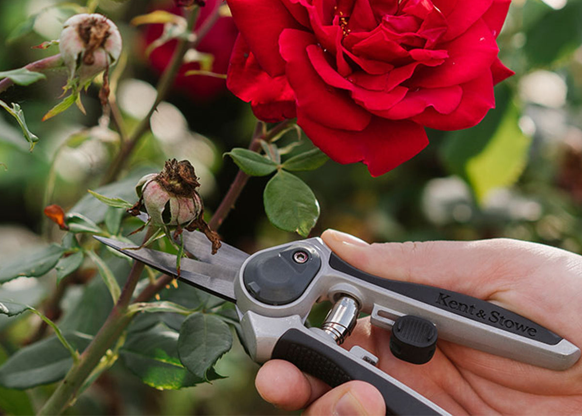 Extraordinary Advice - Gardening Tips & Inspiration – Kent & Stowe
