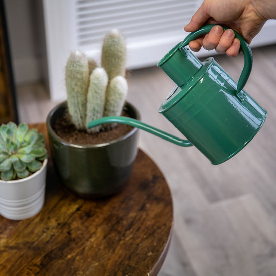 Kent & Stowe Indoor Metal Watering Can Sage Green 1ltr pouring water into cacti plant