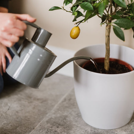 indoor plants watering can Kent & Stowe Indoor Watering Can Warm Grey 1L