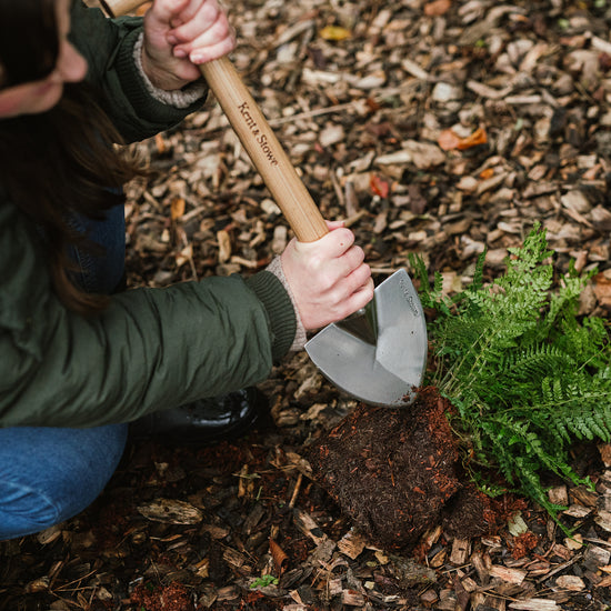 dividing perennials in autumn