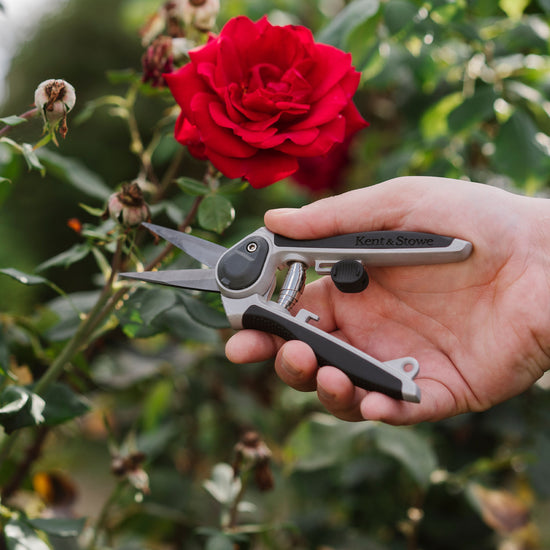 Kent & Stowe Eversharp Garden Snips deadheading flower